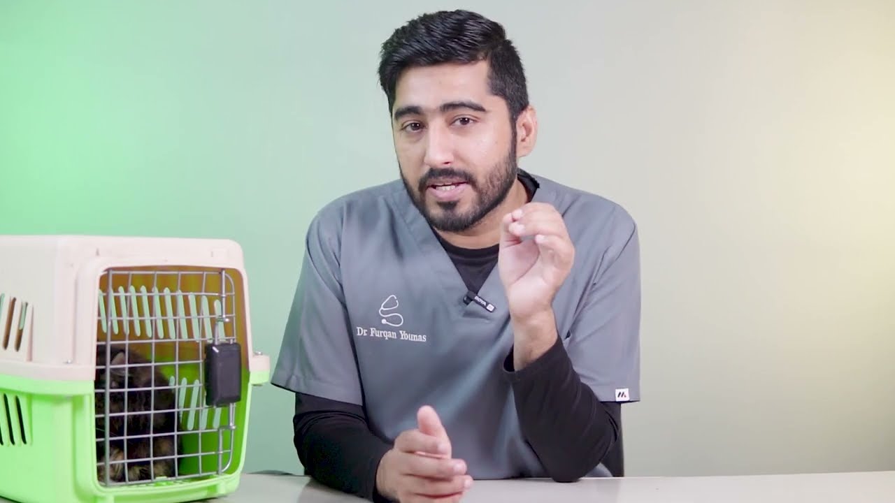 Bones Blocked Cat&rsquo;s Stomach, Gastrotomy Done // اردو / हिंदी