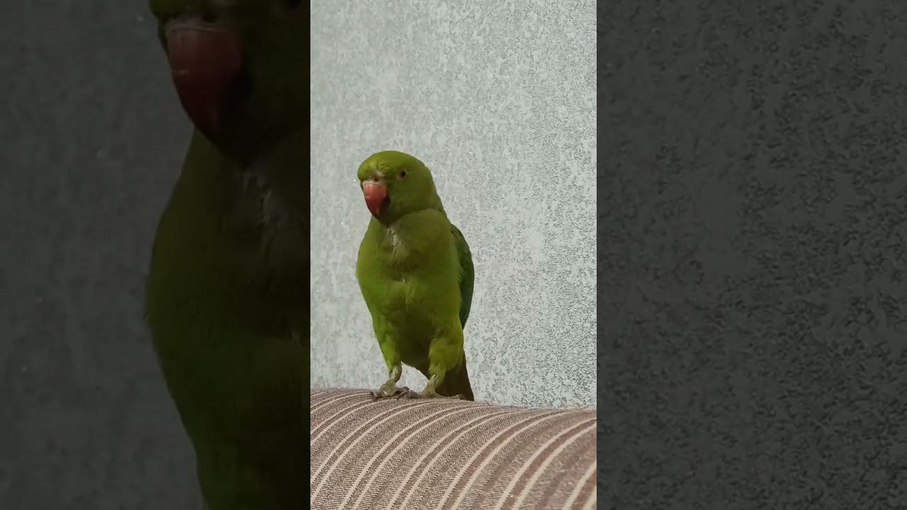 indian ringnet parrot. pink panter ))