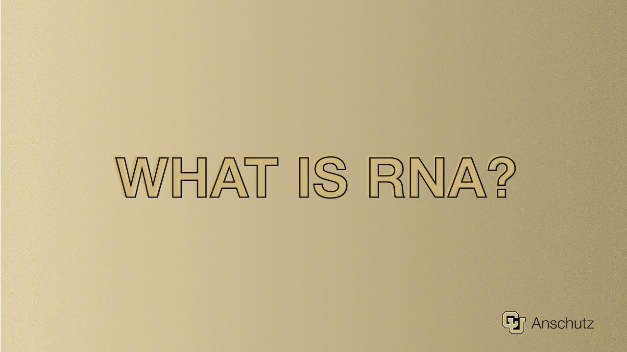 What Is RNA?
