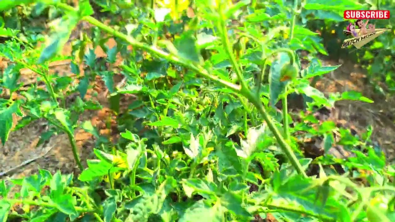 పారే గెడ్డ అంచున.. పండించెను ఎర్రని టమాట! #tomatofarming #telugufarmers #organictomatoes #trending 