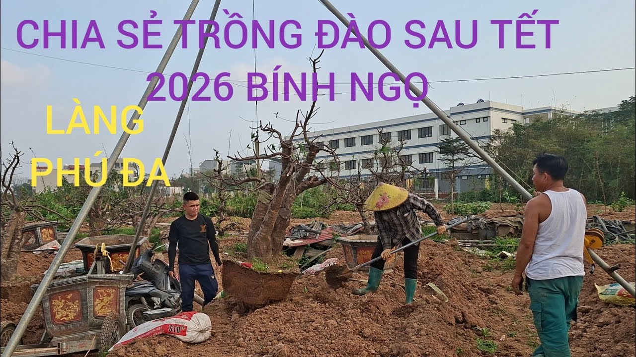 CHIA SẺ CÁCH TRỒNG LẠI ĐÀO SAU TẾT CHO NGƯỜI DÂN TẾT 2026 BÍNH NGỌ 