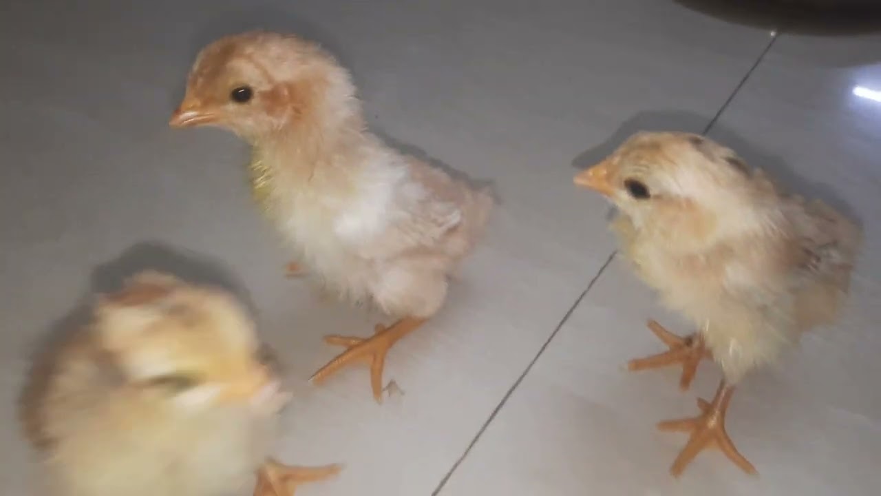 Country chicken 🐔 chicks