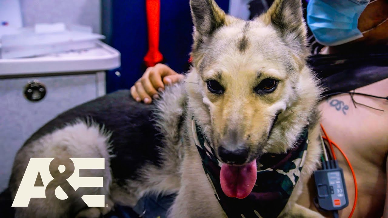 DOG DRAMA: Top 3 Canine-Related Moments | Nightwatch | A&E