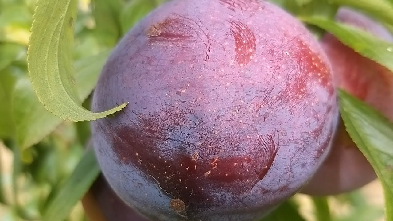 Слива Рубі Кранч  Ruby Crunch пізнього терміну дозрівання