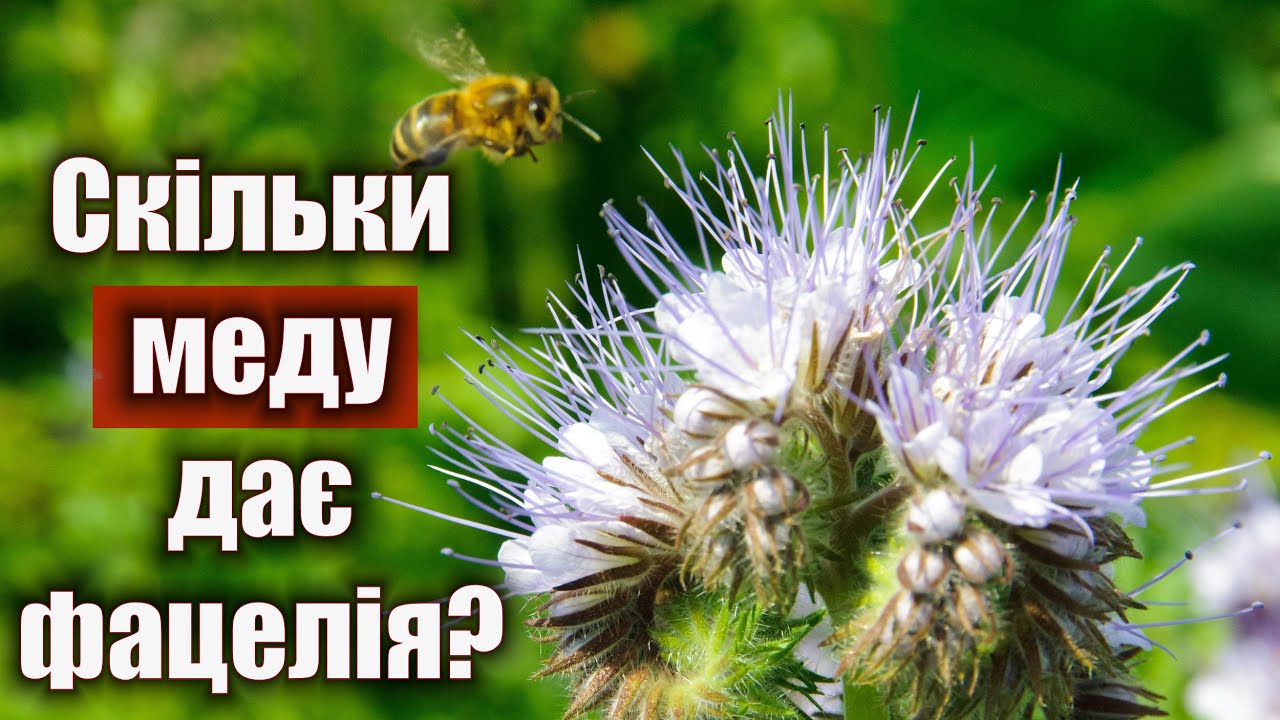 Фацелія зійшла. Скільки меду дає фацелія?