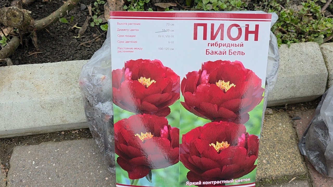 Пионы-новинки просятся в сад.🥰🥰🥰Мои дела и огорчения🥲🥲