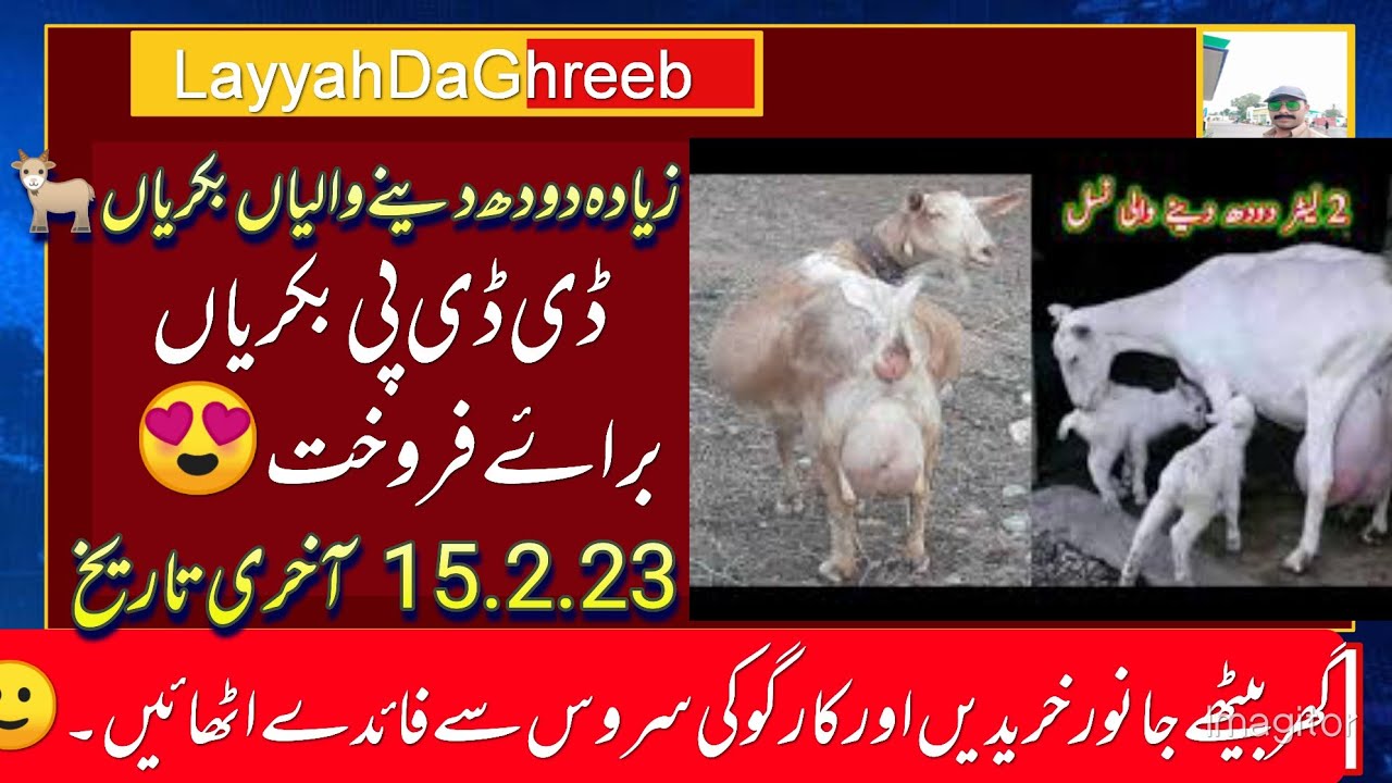 ڈی ڈی پی بکریاں برائے فروخت😁 Ddp goats for sale Dara deen panah bakryan for sale doodh wali bakryan