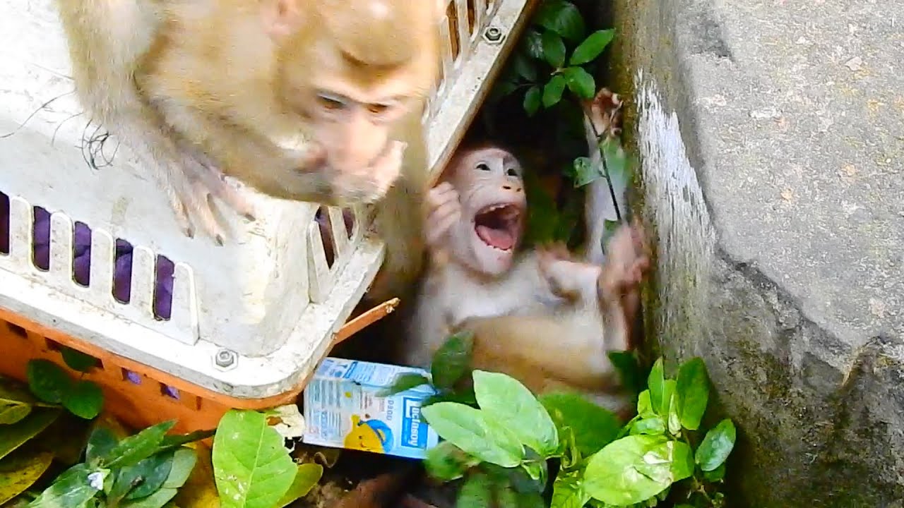 Poor Carlo c.r.y r.o.l.l.i.n.g to the cage & pull towel out to hug even Dawn & lizz helps