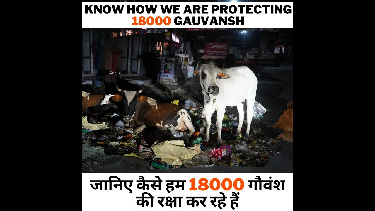 Thousands of cows and bulls have been rescued from critical situations Support Gaushala save lives