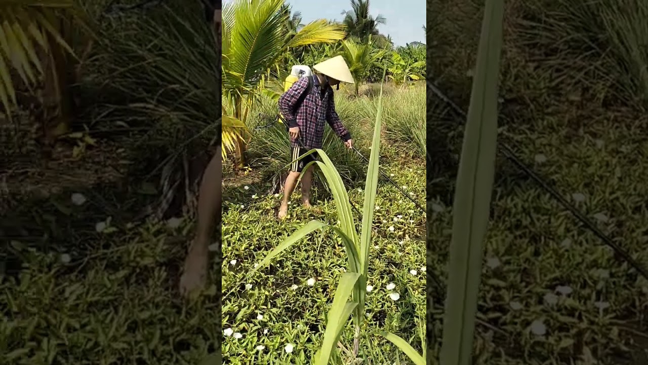 Miền Tây quê tôi 