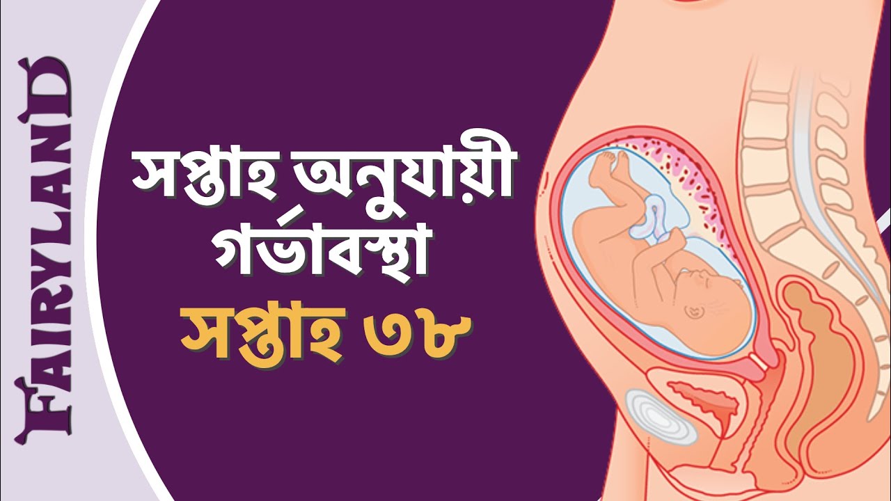 গর্ভাবস্থার আটত্রিশ তম সপ্তাহ | সপ্তাহ অনুযায়ী গর্ভাবস্থা | সপ্তাহ ৩৮