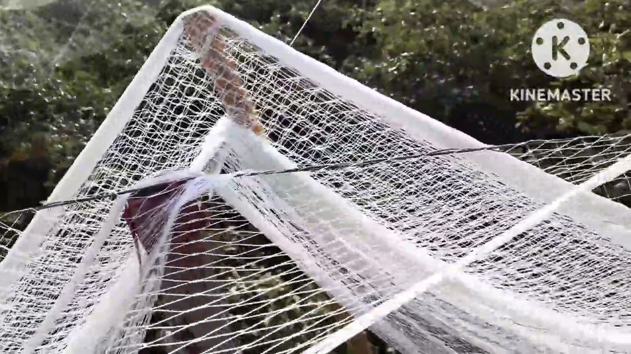 बागवानी खेती | Antibird net कैसे लगाएं | Antibird net Installation