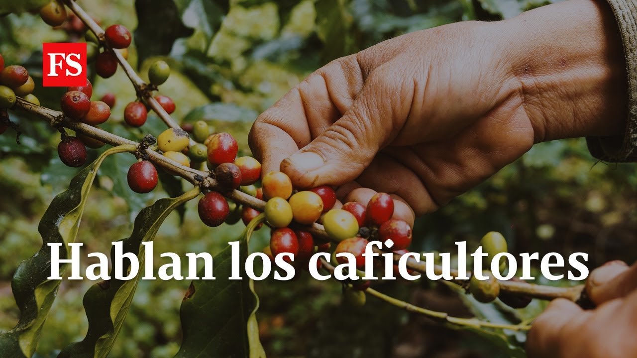 &iquest;C&oacute;mo se afect&oacute; la regi&oacute;n cafetera por el conflicto armado?
