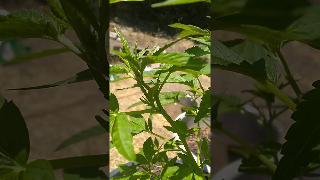 How to top weed plant