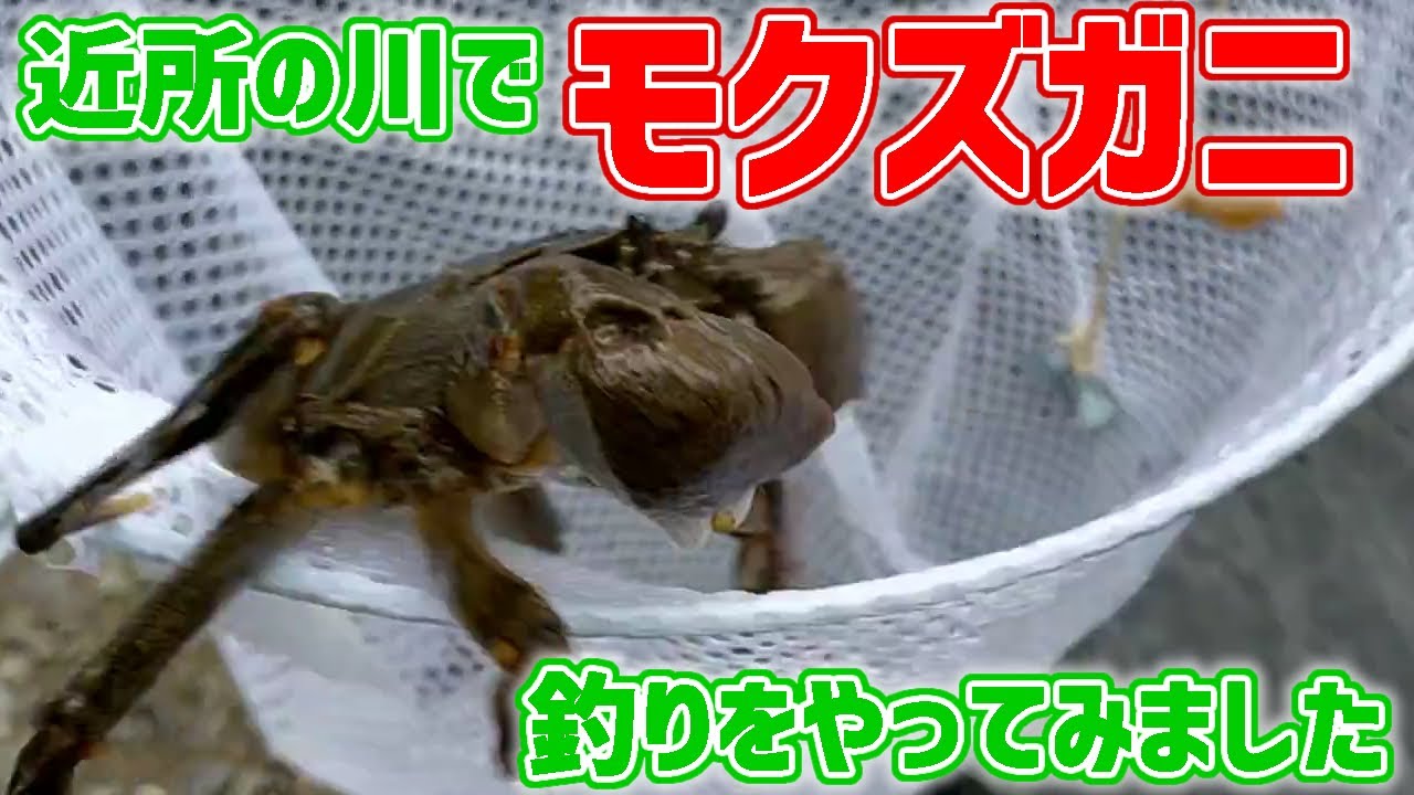 近所の川でモクズガニ釣りをタコ糸とスルメだけでやってみました