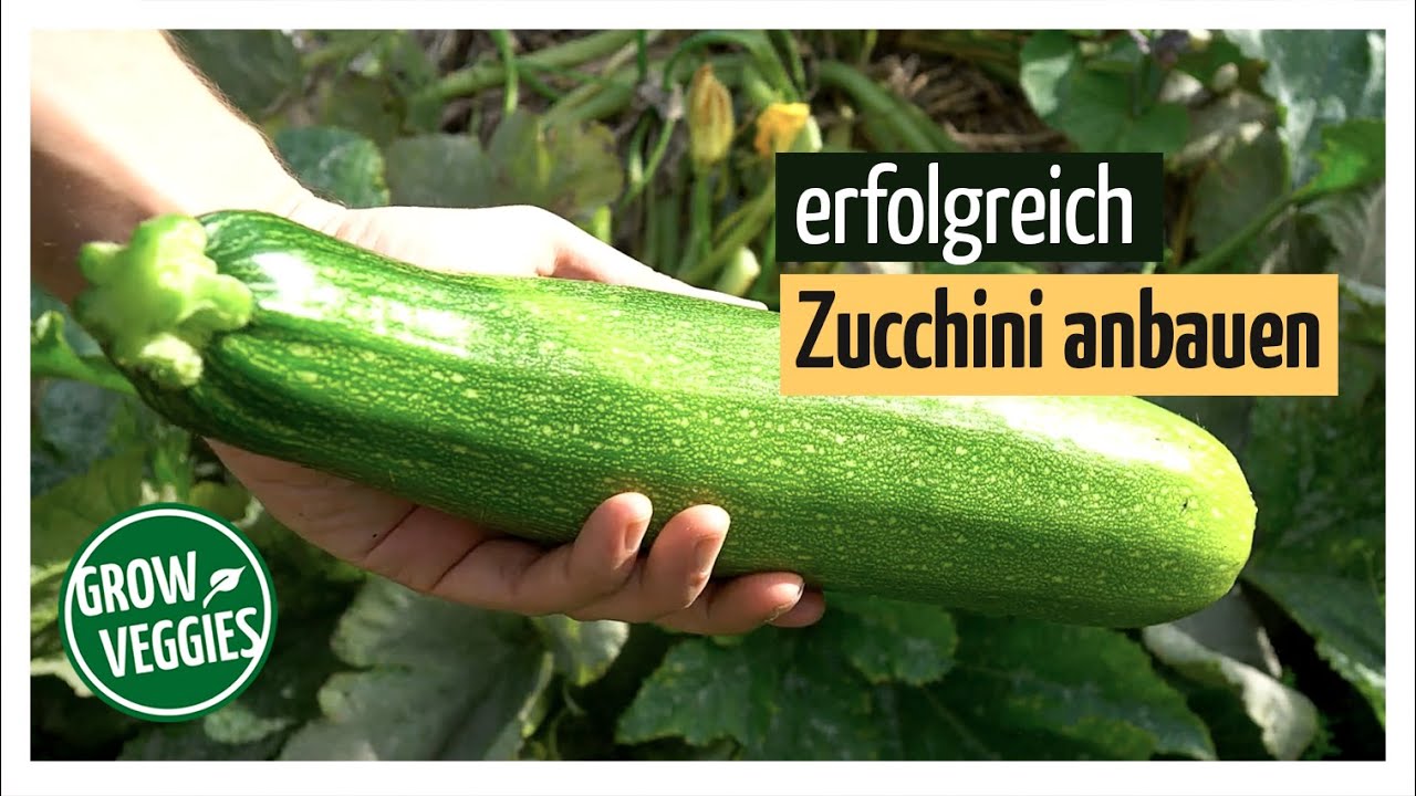 Zucchini erfolgreich anbauen | Gemüseanbau im Garten @Gartengemüsekiosk ​
