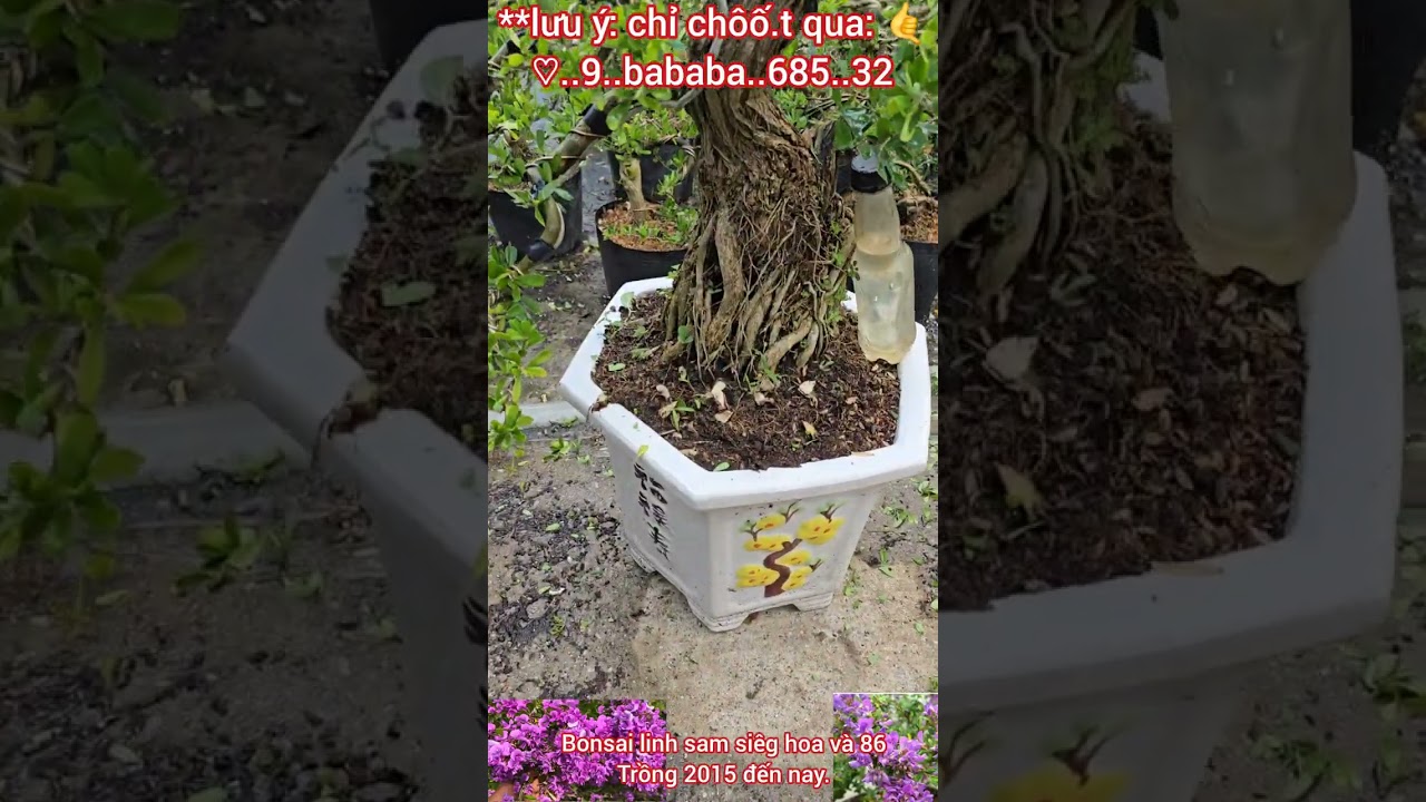 Bonsai linh sam 2015 thành phẩm chỉ từ 750 😊0933368532🌲nuitraihuonguyetquehongocmaichieuthuykimquy
