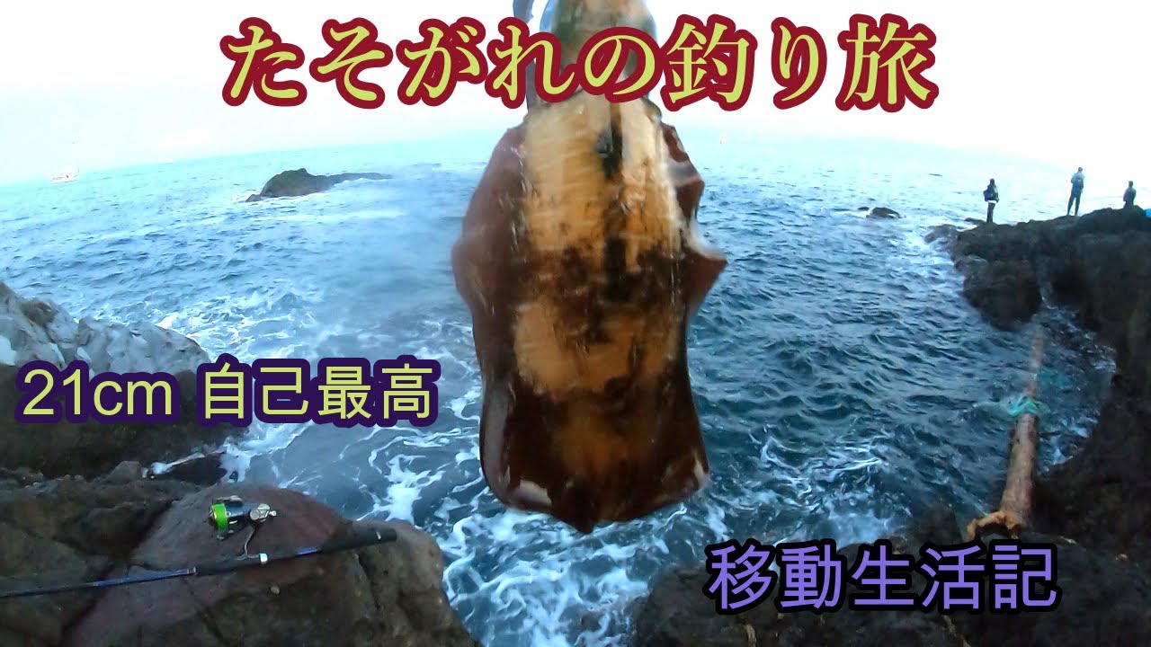 竜飛崎のアオリイカ釣り・北のはずれは流石にイカがデカイ!!