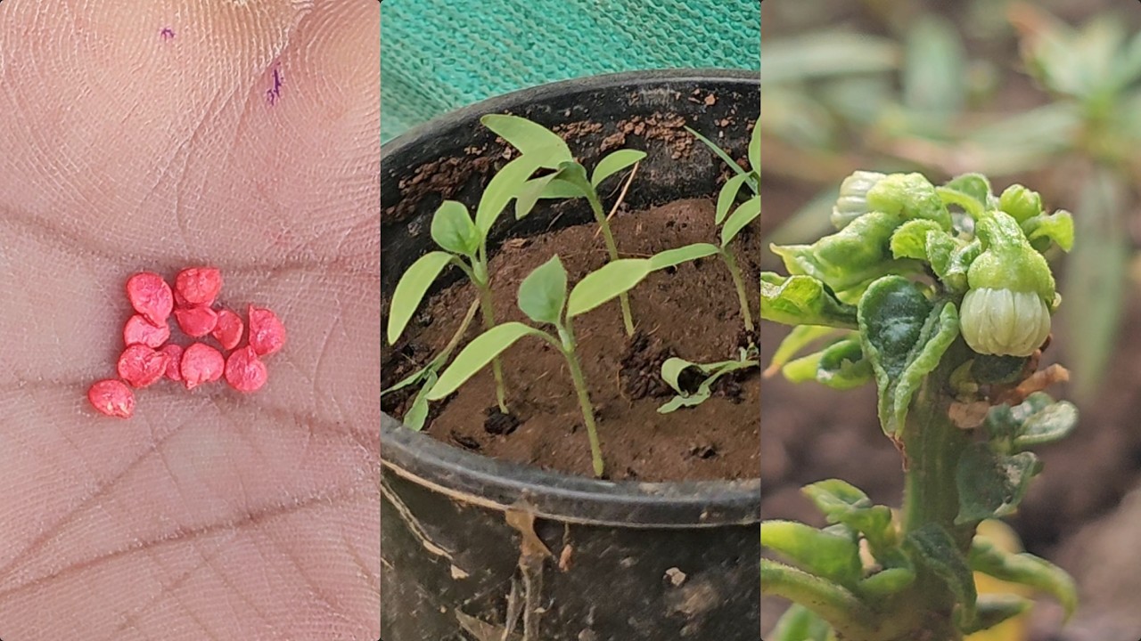chilli plant growing at home | mirch ka podha kese ugaaye