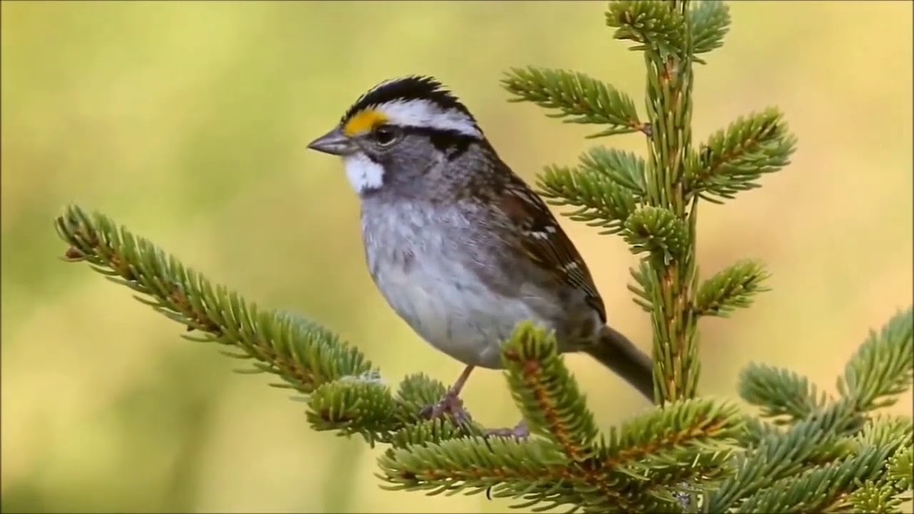 DJ Zappler - Nature In Danger -  Produced by Claus Porstmann 1988