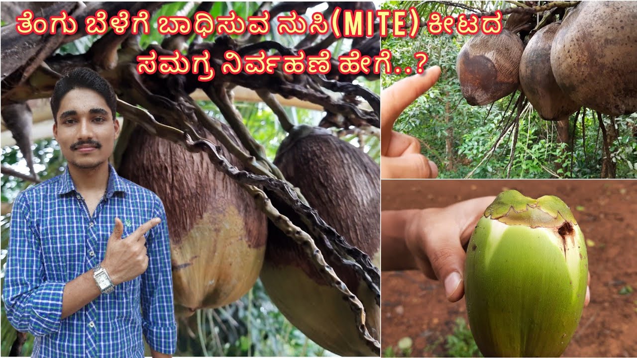 How to control Mite infestation in Coconut palms |ತೆಂಗು ಬೆಳೆಯಲ್ಲಿ ನುಸಿ ಕೀಟದ ನಿರ್ವಹಣೆ |Eriophyid Mite