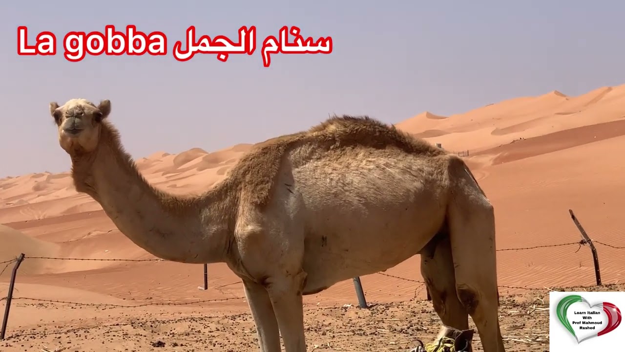 La differenza tra ( Cammello 🐫/ Dromedario 🐪 )