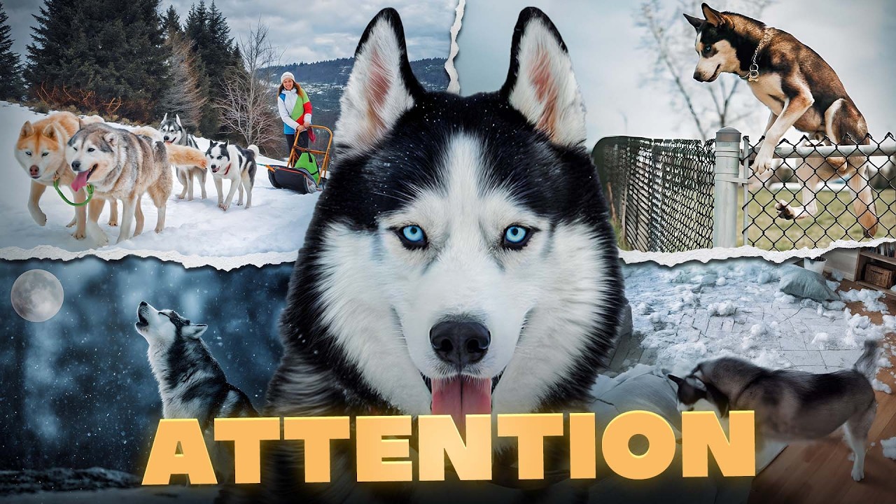 Husky de Sibérie : Attention avec ce chien !