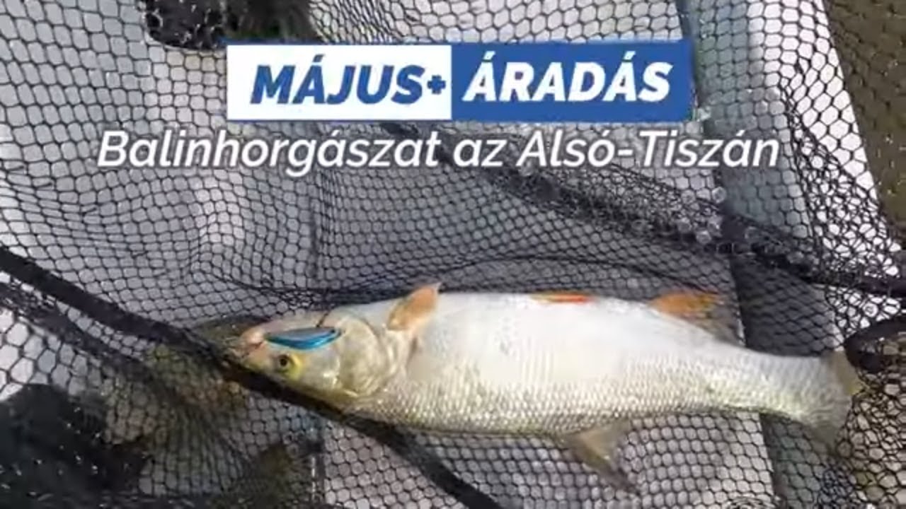 Május+áradás=Balinhorgászat az Alsó-Tiszán