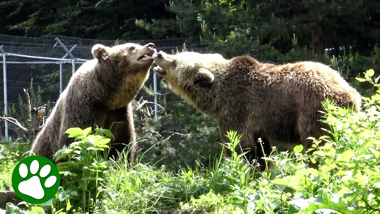 Sad Bear Finally Finds Love