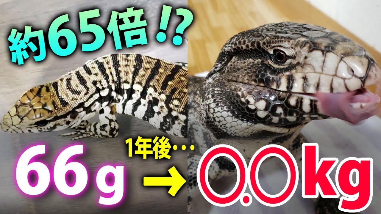 ブラック&ホワイトテグー飼育開始から1年！【約65倍の重さに！】