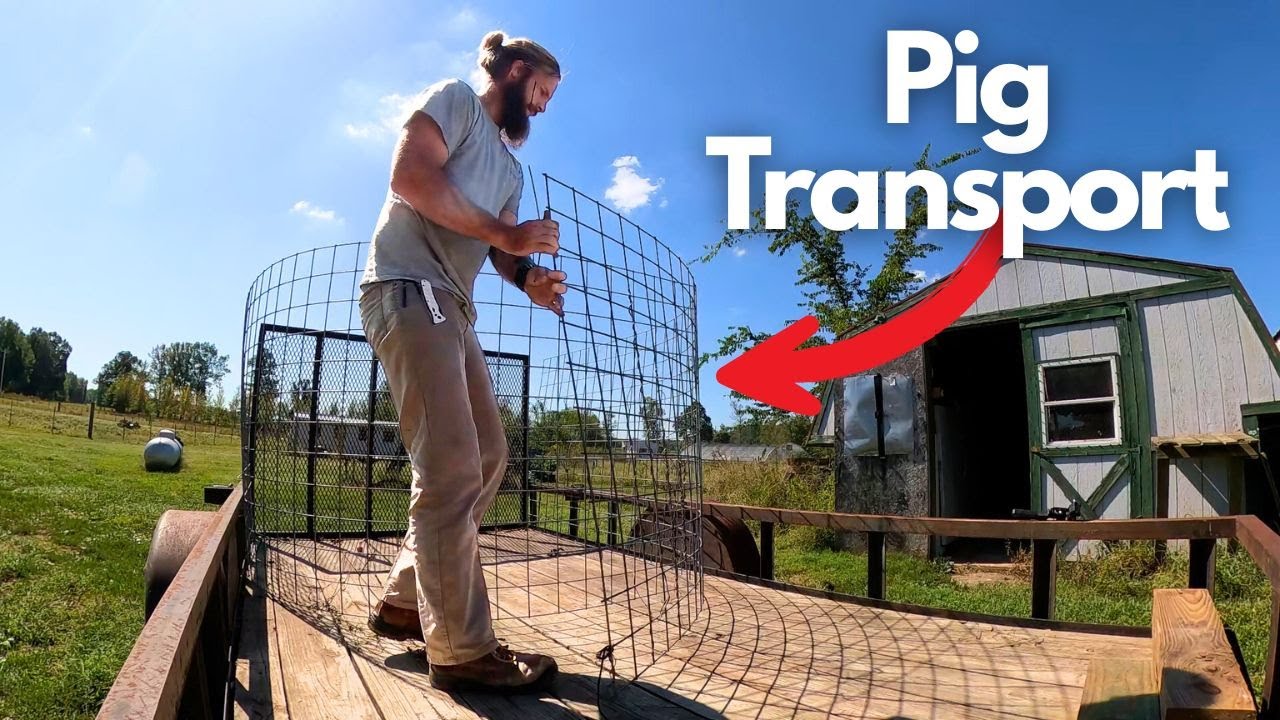 Homestead Life This Week: Cooking / Food Preservation, Moving Goats & Trailer Training Pigs