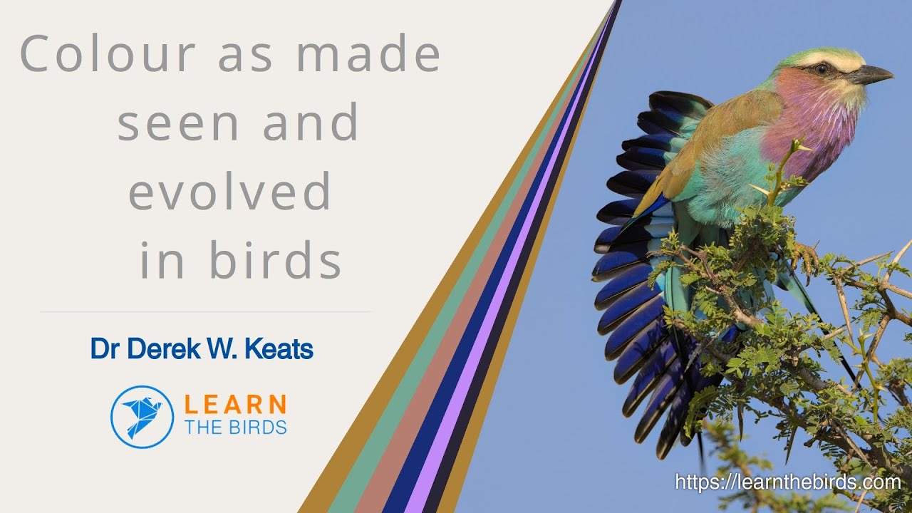 Colour as made, seen and evolved in birds