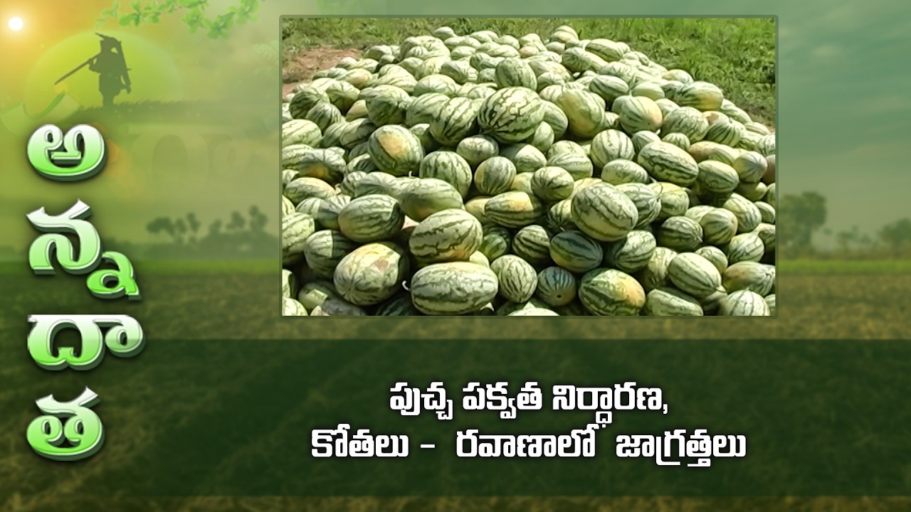 Water Melon Harvesting Care And Maturity Index | ETV Telugu