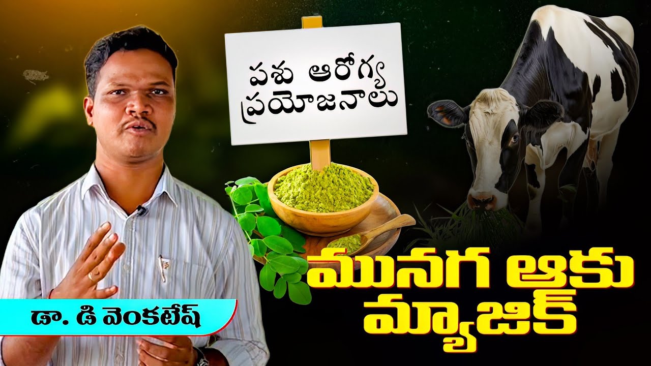 పాలు పెంచే ఆకు రహస్యం 🐄 | Moringa Benefits Explained by Asst. Professor | The Telugu Vet | 