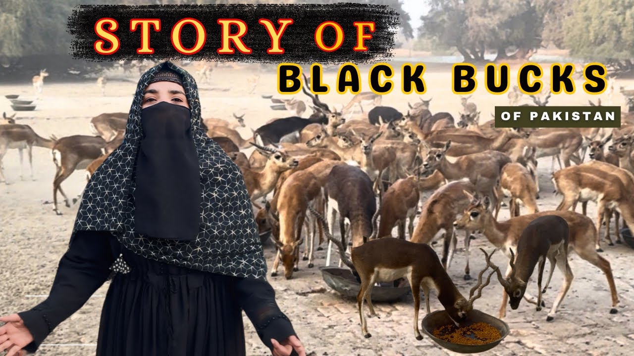 Pakistan&rsquo;s Biggest Black Buck Farm