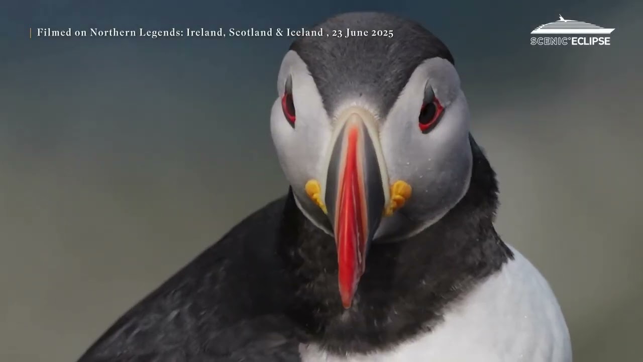 Scenic Luxury Cruises & Tours | 2025 Nordische Legenden - Irland, Schottland & Island