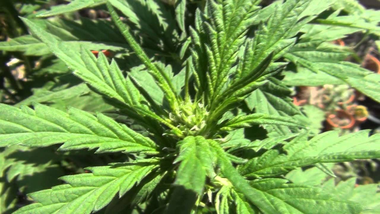 Outdoor Cannabis Grow: Day 76 