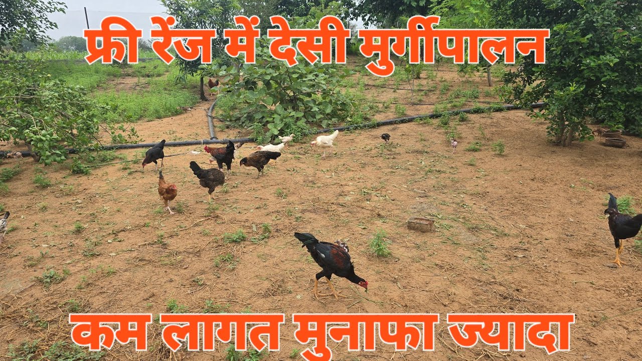 कम लागत में देसी मुर्गी पालन केसे करे पार्ट 4 । Desi murga farm blog 4