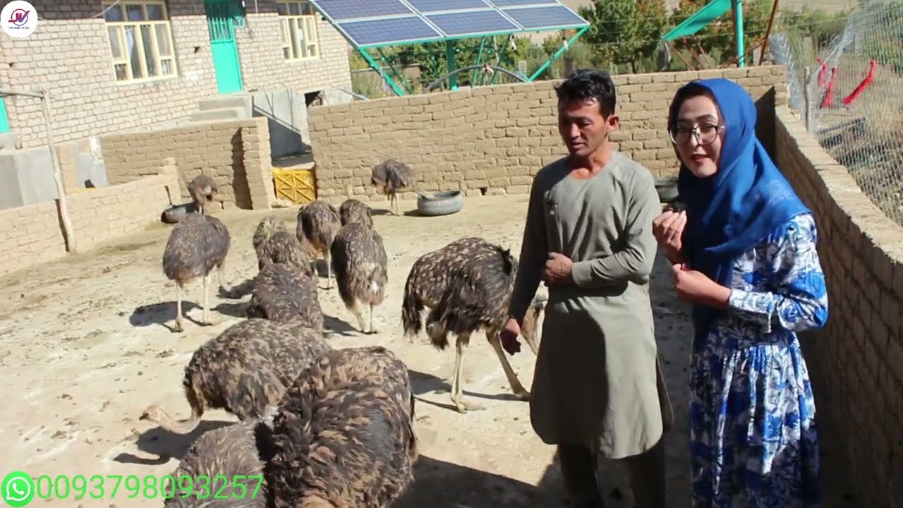 ایجاد اولین فارم شتر مرغ در سطح جاغوری غزنی.