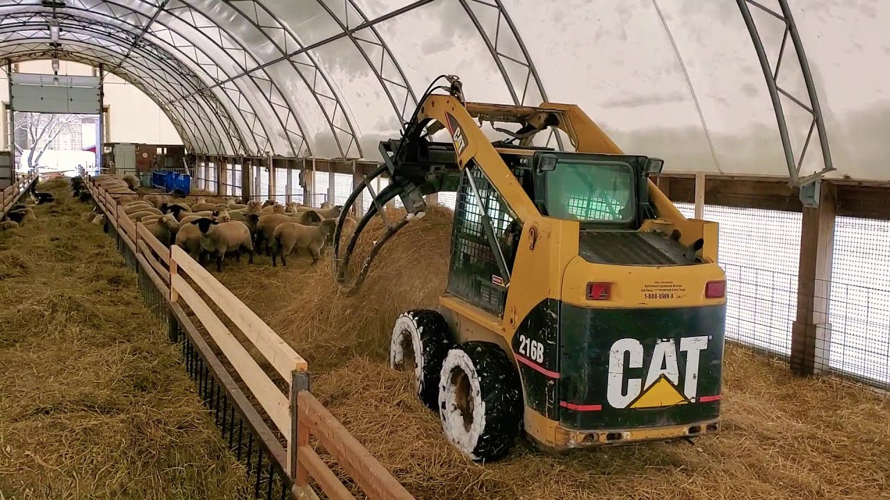 Sheep Farming: Straw and Snow