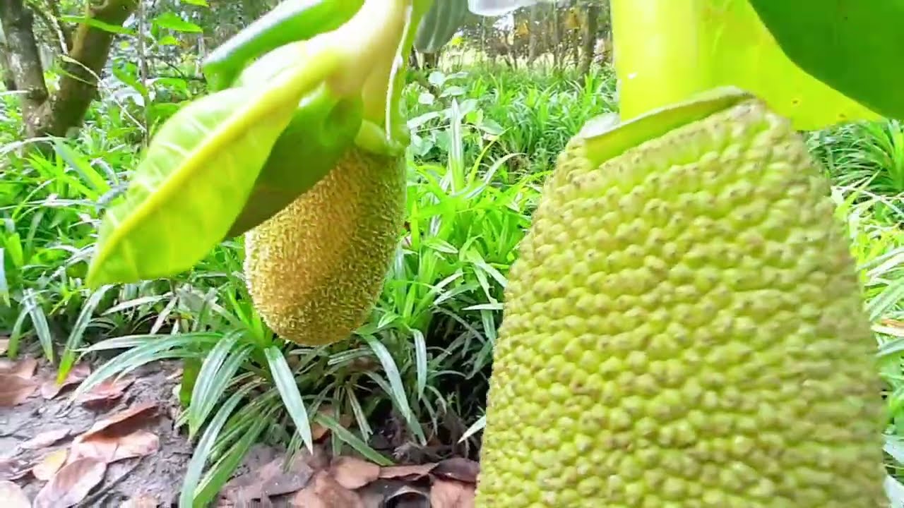 Cách tuyển trái mít ,sau cho đạt.