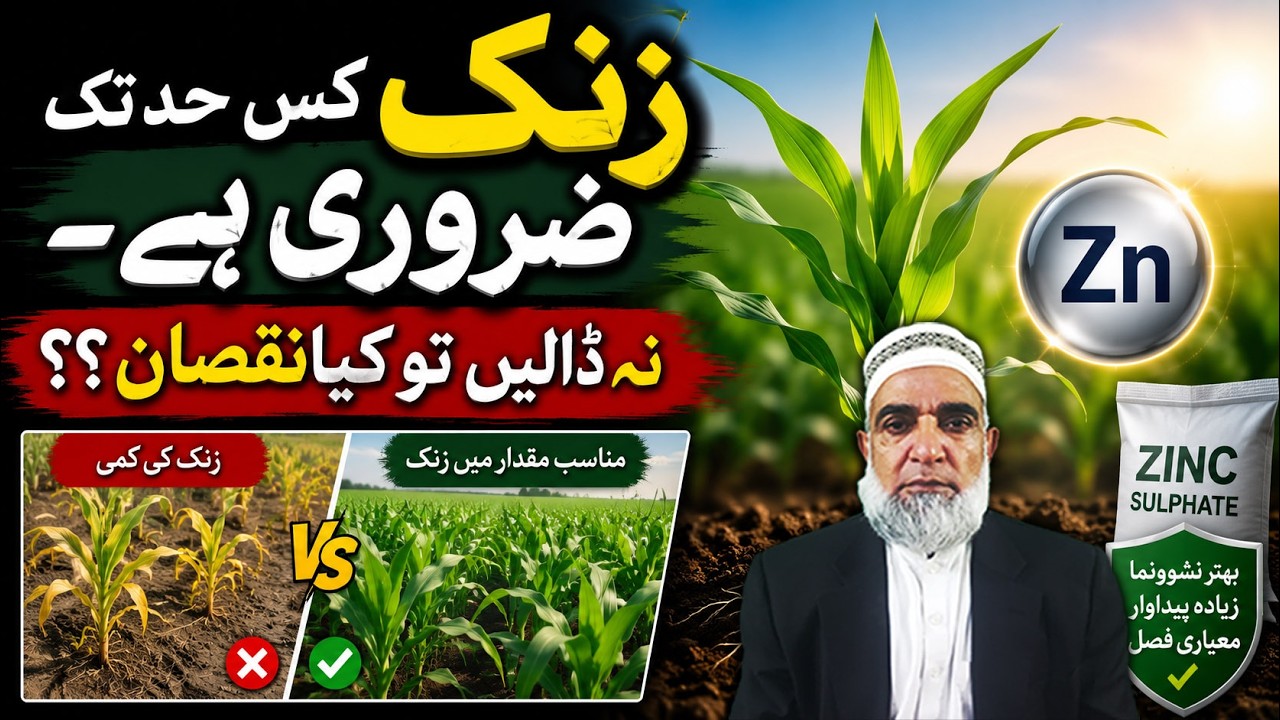 Zinc and Crop Growth: Essential Information for Farmers || Crop Reformer