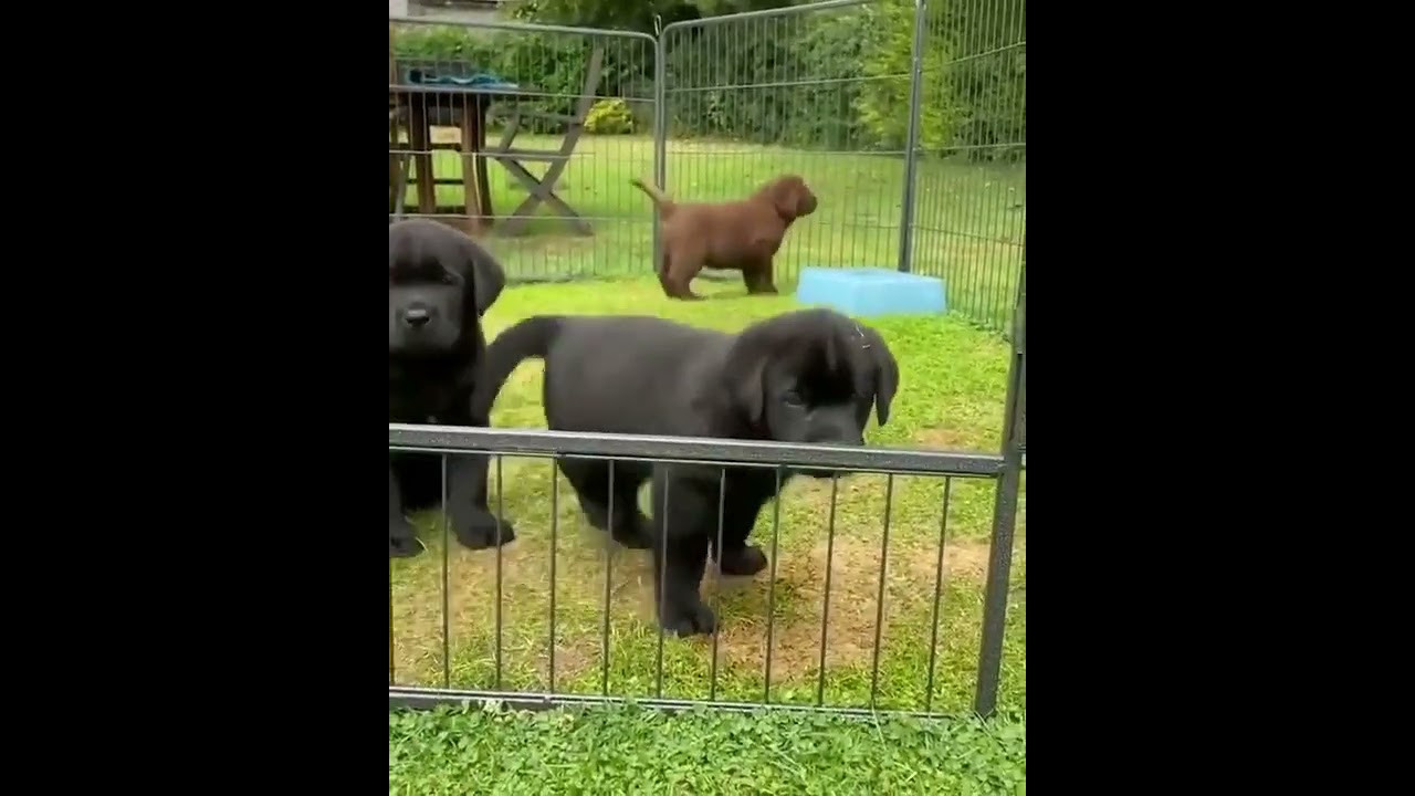 L'ULTIMO NON CI RIESCE!! #short #labrador #cuccioli #canidivertenti