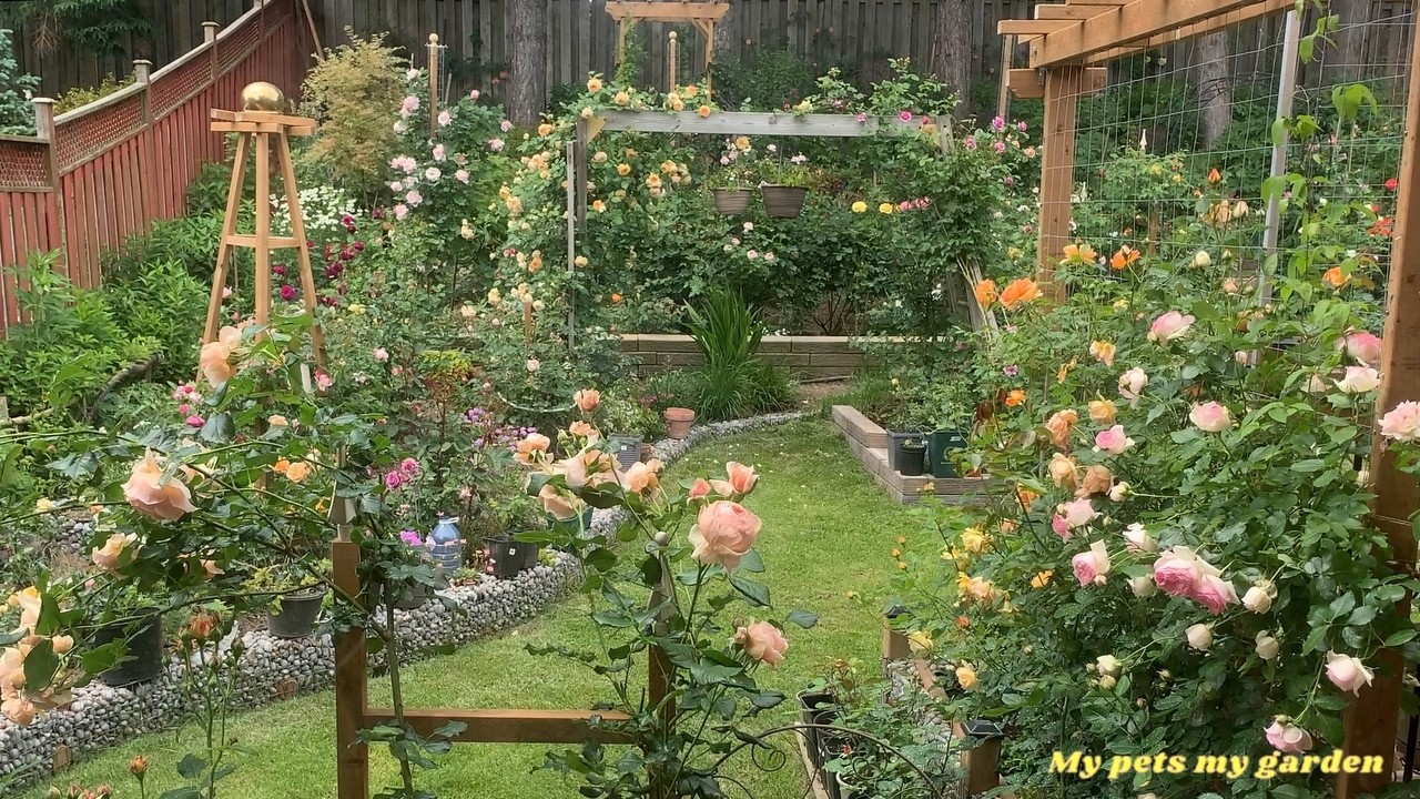 Roses (4) | June 11-15, 2024  |Japanese roses, David Austin roses | My pets my garden |