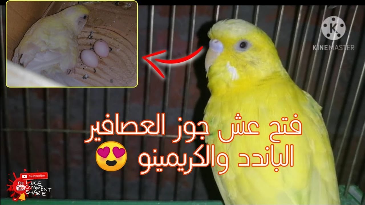 انثي عصافير البادجي وضعت البيض اعمل ايه اول ما العصافير تبيض ومدة حضن الانثي للبيض ومعلومات مهمة جدا