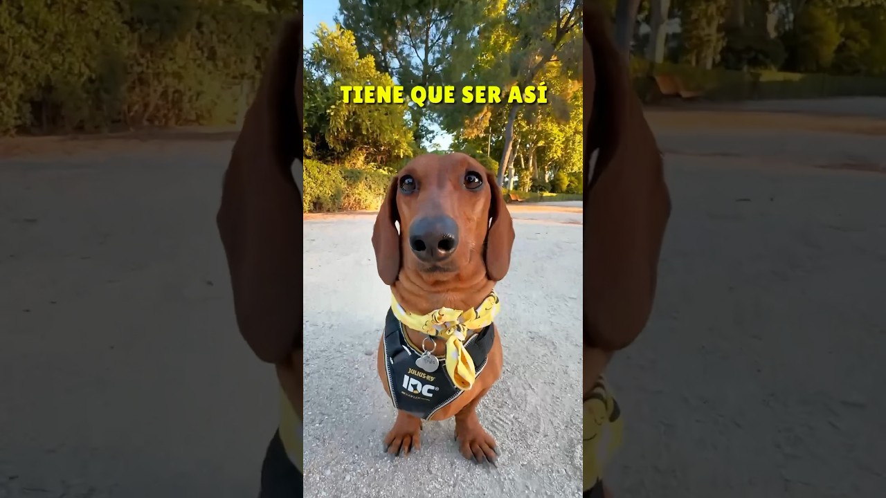 As&iacute; NO me levantes! 😂💖 #perrosalchicha #teckel #dachshund #dog #humor #subscribe #perros #viral