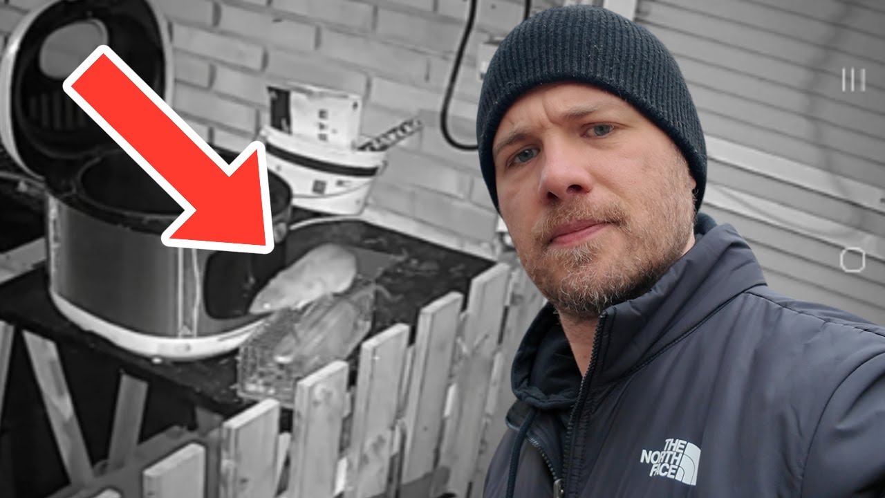 Une terrasse prise d'assaut par des RATS !