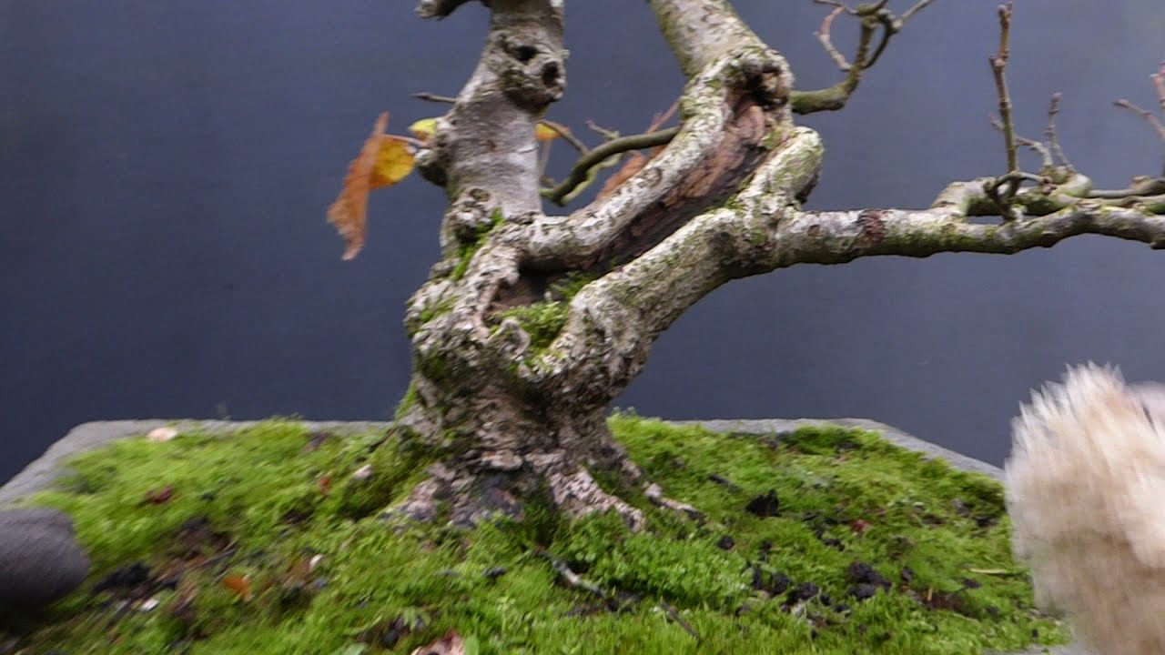 V68: Root Base Cleanup / Tilia Cordata Bonsai / October 2021