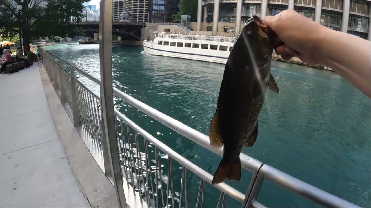 Chicago River Fishing Downtown- Summer 2025