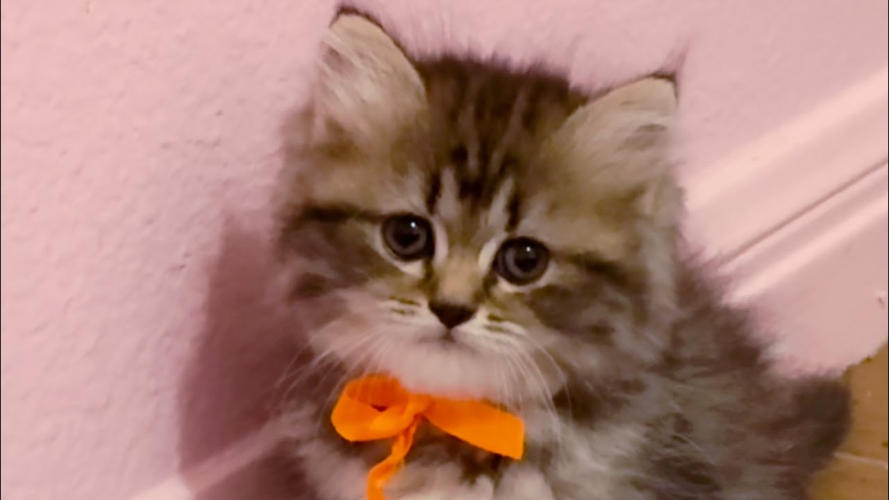 Kittens playing, Monday evening, 7/7/25